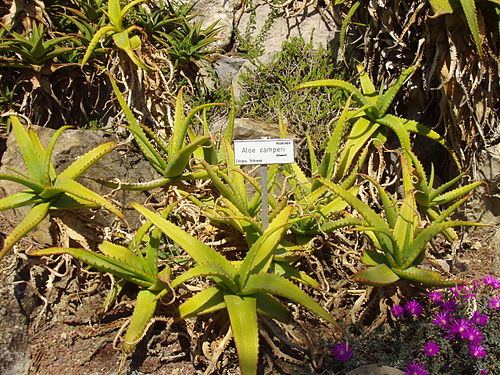 Aloe camperi